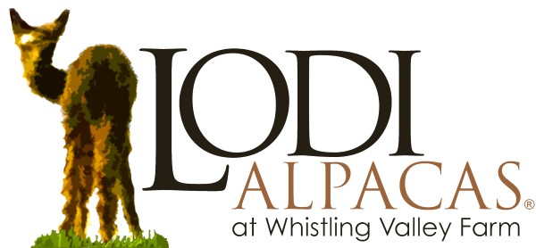 Lodi Alpacas at Whistling Valley Farm